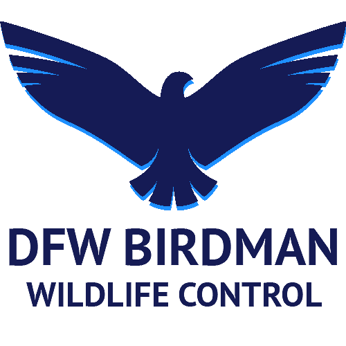 DFW Birdman - Bird Removal & Control